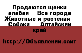 Продаются щенки алабая  - Все города Животные и растения » Собаки   . Алтайский край